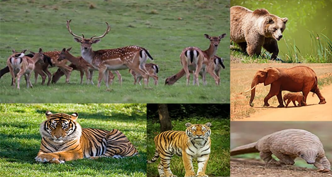 Adventure_of_Jim_Corbett_National_Park1.jpeg